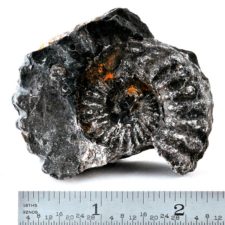 Ammonite - Prolylleceras sp. Ancash, Peru #101-0507
