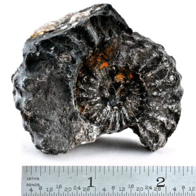 Ammonite - Prolylleceras sp. Ancash, Peru #101-0514