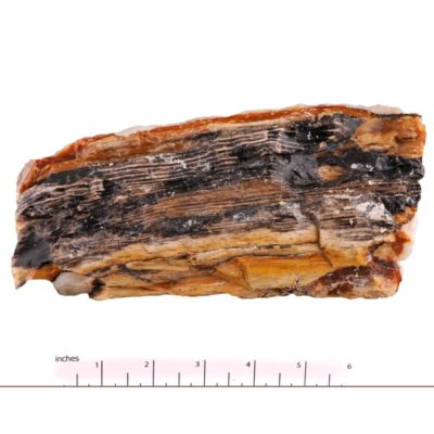 Opalized Petrified Wood, Idaho #12