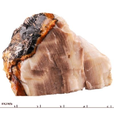 Opalized Petrified Wood, Idaho #12